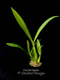 Encyclia fragrans (Prosthechea fragrans) - Orchid Design