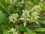 Encyclia fragrans (Prosthechea fragrans) - Orchid Design
