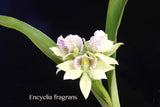 Encyclia fragrans (Prosthechea fragrans) - Orchid Design