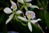 Encyclia fragrans (Prosthechea fragrans) - Orchid Design