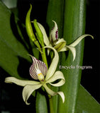 Encyclia fragrans (Prosthechea fragrans) - Orchid Design