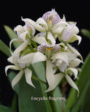 Encyclia fragrans (Prosthechea fragrans) - Orchid Design