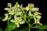 Encyclia radiata – Species – Fragrant - Orchid Design