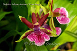 Galeopetalum Arlene Armour 'Conching' – Cool Orchid - Orchid Design