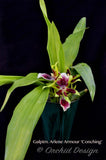 Galeopetalum Arlene Armour 'Conching' – Cool Orchid - Orchid Design
