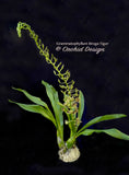 Grammatophyllum Broga Tiger – Specimen, Fragrant, in spikes - Orchid Design