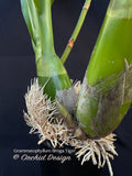 Grammatophyllum Broga Tiger – Specimen, Fragrant, in spikes - Orchid Design