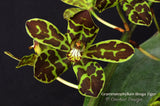 Grammatophyllum Broga Tiger – Specimen, Fragrant, in spikes - Orchid Design