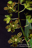 Grammatophyllum Broga Tiger – Specimen, Fragrant, in spikes - Orchid Design
