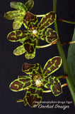 Grammatophyllum Broga Tiger – Specimen, Fragrant, in spikes - Orchid Design
