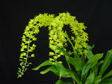 Giant Grammatophyllum scriptum variety citrinum – Super Fragrant - Orchid Design