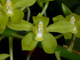 Giant Grammatophyllum scriptum variety citrinum – Super Fragrant - Orchid Design