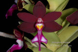 Trichoglottis brachiata – Rare Species, honey fragrant! - Orchid Design