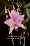 Laelia anceps 'Musia' – Peachy pink - Orchid Design