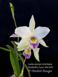 Laelia anceps coerulea v. Veitchiana 'Elizabeth's Eyes' AM/AOS (Blue) - Orchid Design