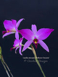 Laelia anceps 'Belleza Oscura' spectacular blooms for Holiday! - Orchid Design