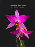 Laelia anceps 'Belleza Oscura' spectacular blooms for Holiday! - Orchid Design