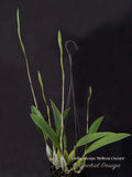 Laelia anceps 'Belleza Oscura' spectacular blooms for Holiday! - Orchid Design