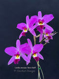 Laelia anceps 'Best Bell' - Orchid Design