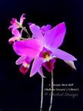 Laelia anceps 'Best Bell' - Orchid Design