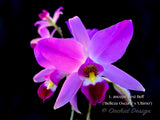 Laelia anceps 'Best Bell' - Orchid Design