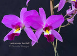 Laelia anceps 'Best Bell' - Orchid Design