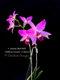Laelia anceps 'Best Bell' - Orchid Design