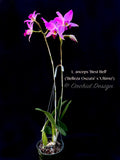 Laelia anceps 'Best Bell' - Orchid Design