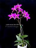 Laelia anceps 'Best Bell' - Orchid Design