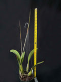 Laelia anceps 'Exeter' – Very nice shape! - Orchid Design