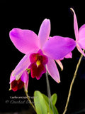 Laelia anceps 'Exeter' – Very nice shape! - Orchid Design