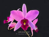 Laelia anceps 'Exeter' – Very nice shape! - Orchid Design