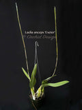 Laelia anceps 'Exeter' – Very nice shape! - Orchid Design