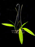 Laelia anceps 'Flaming Passion' spectacular Feathered! - Orchid Design