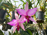 Laelia anceps 'Flaming Passion' spectacular Feathered! - Orchid Design