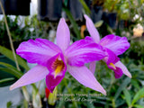 Laelia anceps 'Flaming Passion' spectacular Feathered! - Orchid Design