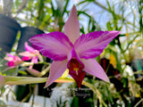Laelia anceps 'Flaming Passion' spectacular Feathered! - Orchid Design