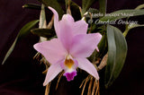 Laelia anceps 'Musia' – Peachy pink - Orchid Design