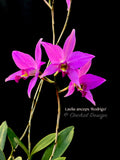 Laelia anceps 'Rodrigo' x self - Orchid Design