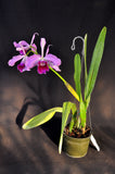 Cattleya (Laelia) purpurata variety sanguinea – Fragrant - Orchid Design