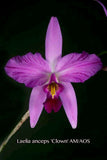 Laelia anceps 'Clown' AM/AOS – Splash Petals – in spikes - Orchid Design