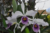 Lc. C.G. Roebling var. coerulea 'Beechview' AM/AOS – Fragrant - Orchid Design