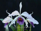 Lc. C.G. Roebling var. coerulea 'Beechview' AM/AOS – Fragrant - Orchid Design