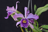 Cattleya Canhamiana Blue – Rare and fragrant! - Orchid Design