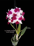 Lc. Purple Cascade 'Sweet Beauty' – Fragrant - Orchid Design