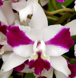Lc. Purple Cascade 'Sweet Beauty' – Fragrant - Orchid Design