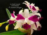 Lc. Purple Cascade 'Sweet Beauty' – Fragrant - Orchid Design