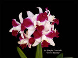 Lc. Purple Cascade 'Sweet Beauty' – Fragrant - Orchid Design