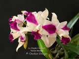 Lc. Purple Cascade 'Sweet Beauty' – Fragrant - Orchid Design