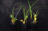 Maxillaria tenuifolia Flavescens 'Yamada' AM/AOS – Yellow Coconut fragrant! - Orchid Design